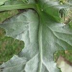 Cirsium mexicanum Levél