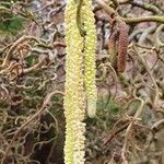 Corylus avellanaFlower