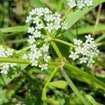 Limnosciadium pinnatum Kvet