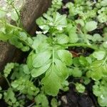 Cardamine flexuosaFulla