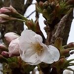 Prunus × yedoensis Õis
