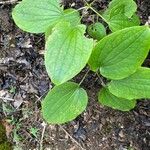 Dioscorea villosa Blatt