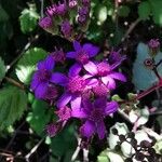 Pericallis aurita Flower