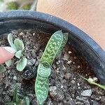 Gasteria pillansii Yaprak