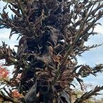 Puya chilensis Beste bat