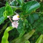 Begonia hirtella Bloem