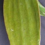 Phoradendron robustissimum Blatt