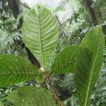 Hippotis panamensis Hoja