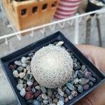 Epithelantha micromeris Лист