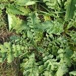 Senecio doria Blad