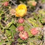 Opuntia littoralis Žiedas