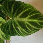 Philodendron verrucosum Blad