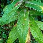 Helichrysum foetidum Leaf