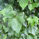 Hedera helixLeaf