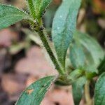 Silene noctiflora Bark