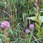 Hylotelephium telephium Habitat