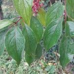 Cornus racemosa Blad