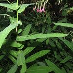 Prenanthes purpurea Folio