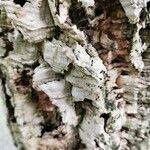 Quercus suber Bark