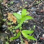 Epilobium roseum List