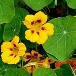 Tropaeolum minus പുഷ്പം