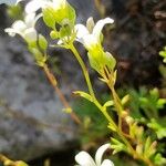 Saxifraga trifurcata Blatt