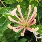 Lonicera etruscaΛουλούδι