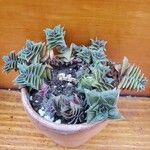 Crassula capitella पत्ता