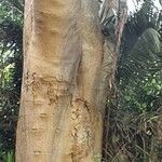 Ficus ingens Bark