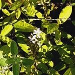 Lysimachia clethroides Flower