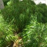 Acacia cognata Fuelha