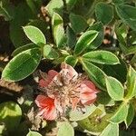 Indigofera volkensii Flors