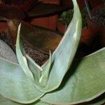 Aloe striata Feuille