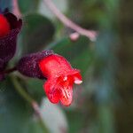 Aeschynanthus radicans പുഷ്പം