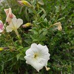 Petunia axillaris Flors