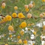 Acacia farnesiana अन्य
