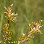 Carex pseudobrizoides Fruit