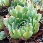 Sempervivum calcareum Blad