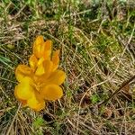 Crocus flavus Flower