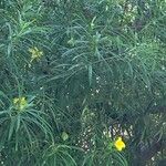 Thevetia neriifolia Hoja