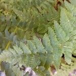 Dryopteris intermedia Hoja