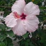 Hibiscus genevii Blomma