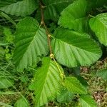 Alnus alnobetula Liść
