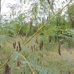 Sesbania drummondii Habit