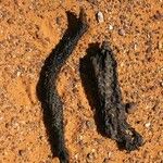 Cistanche tubulosa Sonstige