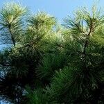 Pinus nigra Natur