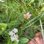 Coreopsis rosea Flower