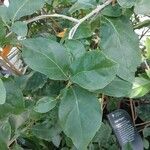 Juanulloa mexicana Hoja
