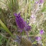 Eryngium leavenworthii 花