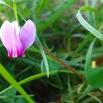 Cyclamen hederifolium 整株植物